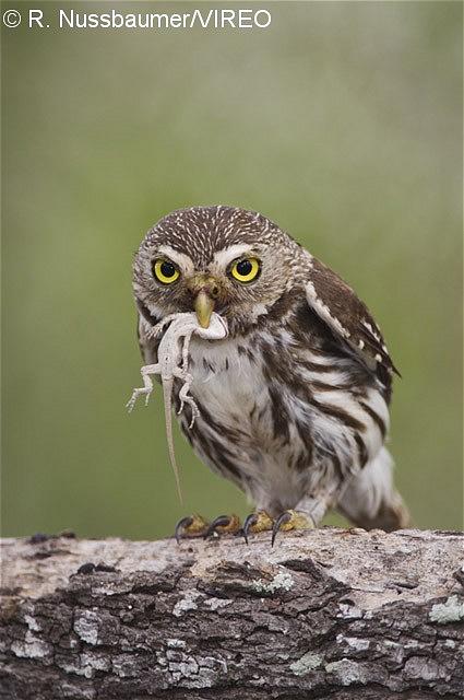Ferruginous Pygmy-Owl n06-2-159.jpg